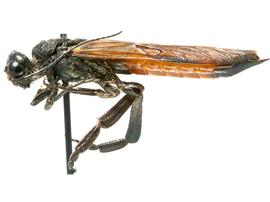   Sirex areolatus  male lateral habitus; photo by H. Goulet, CNC 
